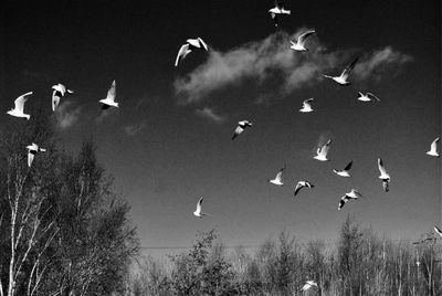 Low angle view of birds flying against sky