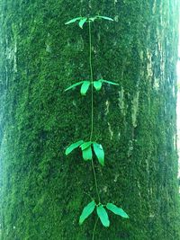 Close-up of leaf hanging on grass