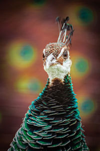 Peahen with open feathers of a peacock showing off in the background