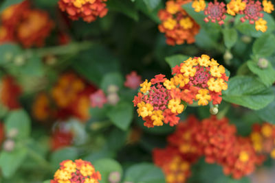 Close-up of flowering plants