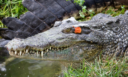 Close-up of crocodile in water