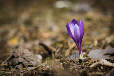 Close-up of purple crocus in field