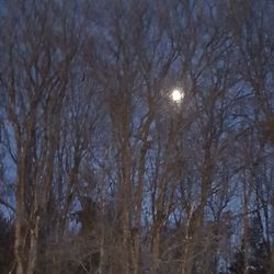 Low angle view of bare trees in forest against sky