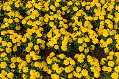 High angle view of yellow flowering plants on field