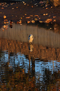 View of birds in lake