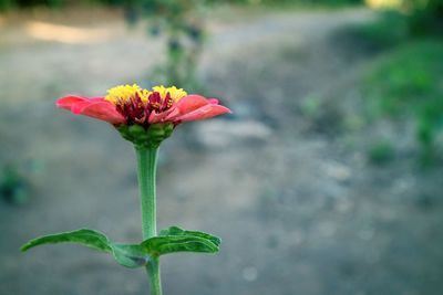 Close-up of red flowering plant