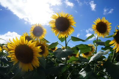 Low angle view of sunflowers