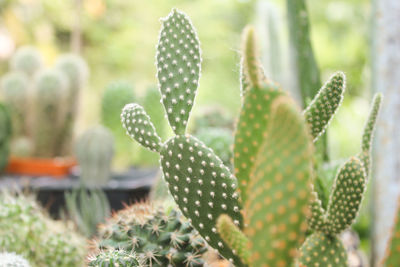 Close-up of succulent plant