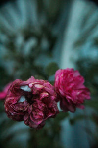 Close-up of pink flowers