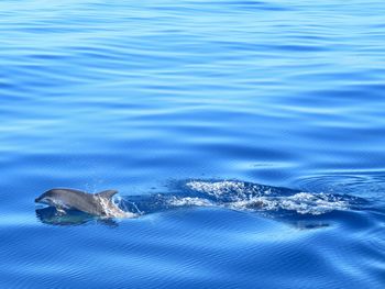 High angle view of dolphins swimming in lake