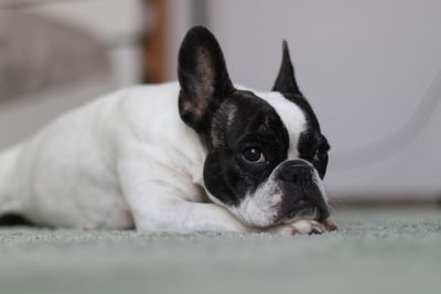 Portrait of dog at home