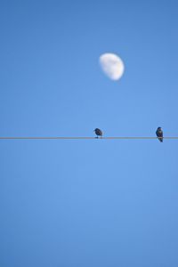 Low angle view of birds perching on cable against clear blue sky