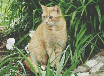 Close-up of cat sitting by plant