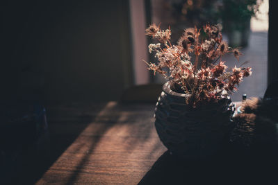 Close-up of plant on table