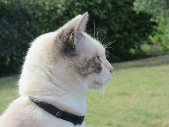 Close-up of cat looking away