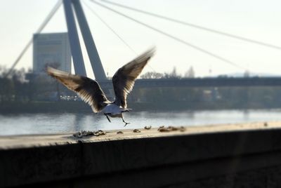 Seagull flying over sea