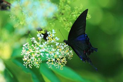 Close-up of black butterfly pollinating on flower