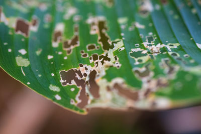 Close-up of wet leaves