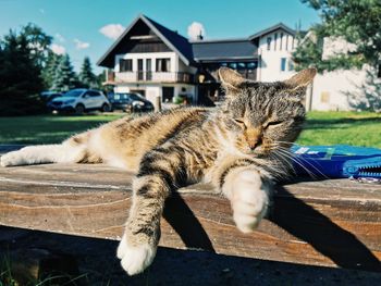 Cat relaxing outside building