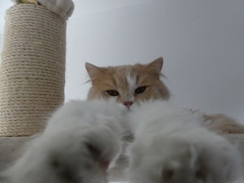 Portrait of white cat relaxing at home