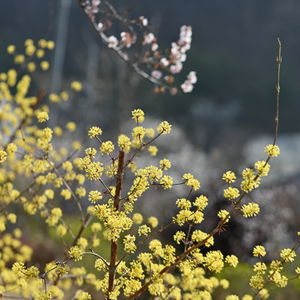 Close-up of yellow flowering plant