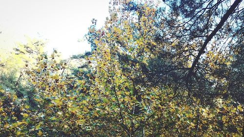 Plants growing on tree