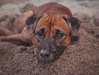 Close-up portrait of dog