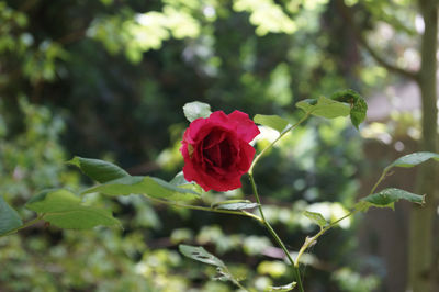 Close-up of pink rose