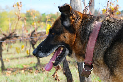 Close-up of dog looking away on field