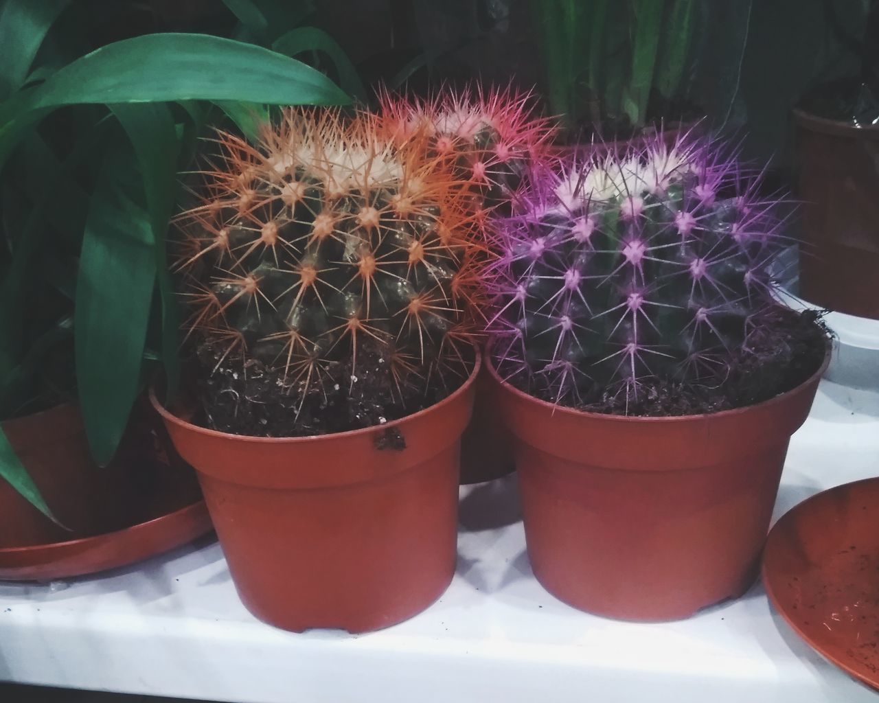 potted plant, succulent plant, cactus, plant, close-up, growth, thorn, no people, spiked, nature, beauty in nature, flower pot, day, focus on foreground, sharp, flowering plant, outdoors, front or back yard, freshness, houseplant