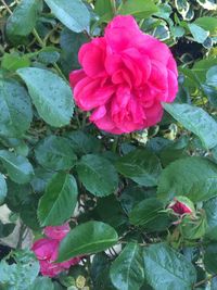 Close-up of pink flowers blooming outdoors