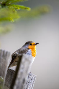 Close-up of bird perching on wooden post