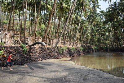 Plants by trees in forest