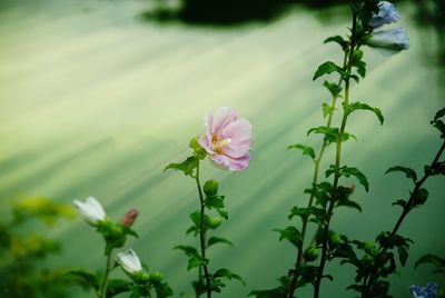 Close-up of pink flowers blooming outdoors