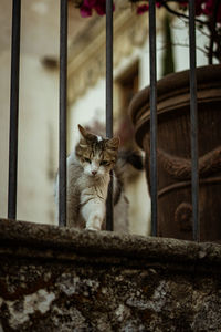 Portrait of cat sitting on metal