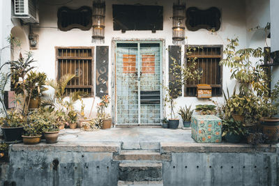 Potted plants outside building