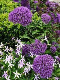 Close-up of purple flowers in garden