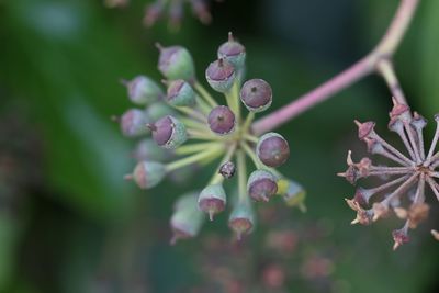 Close-up of purple flowering plant