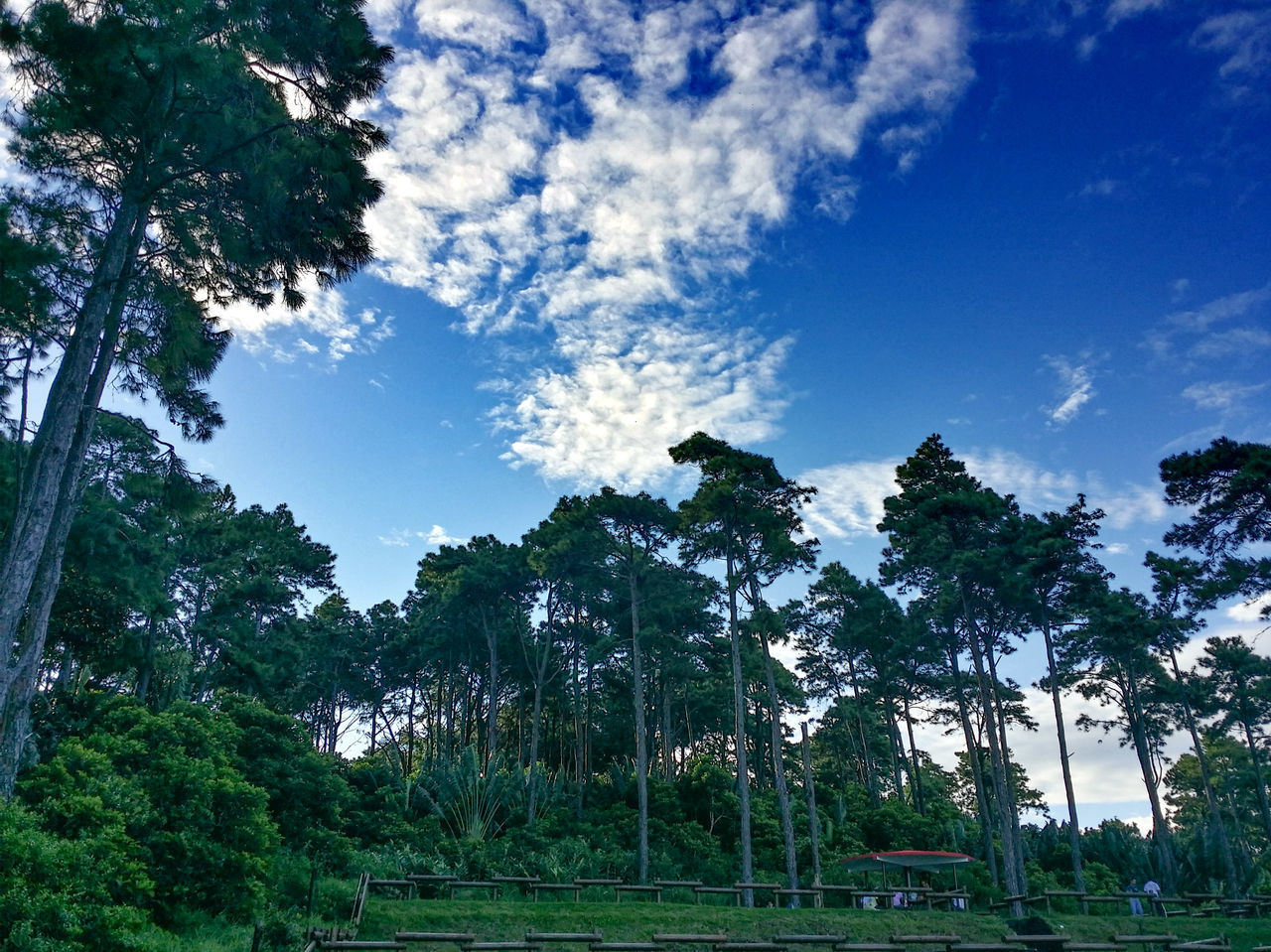 tree, sky, growth, green color, low angle view, tranquility, nature, grass, field, beauty in nature, blue, cloud - sky, tranquil scene, cloud, landscape, scenics, day, outdoors, no people, sunlight