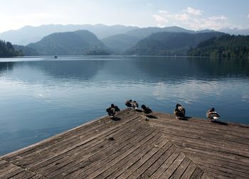 Mallard ducks on pier over lake against sky