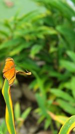 Close-up of insect on leaf