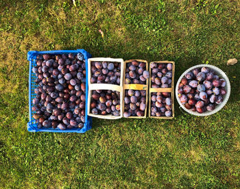 High angle view of fruits in field