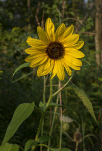 Close-up of yellow flower