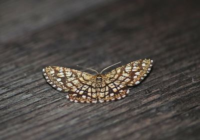 Close-up of butterfly on wood