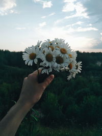 Midsection of person holding daisy