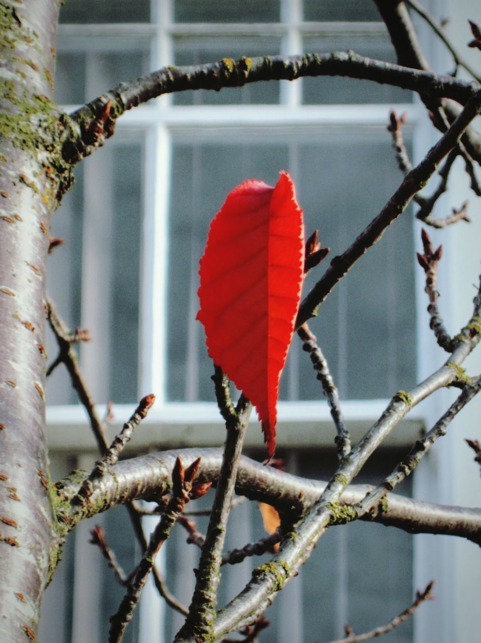 CLOSE-UP OF RED FLOWERING PLANTS