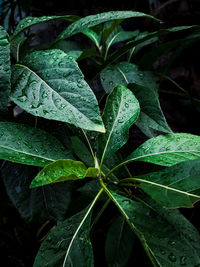 Close-up of wet plant leaves during rainy season