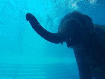 swimming