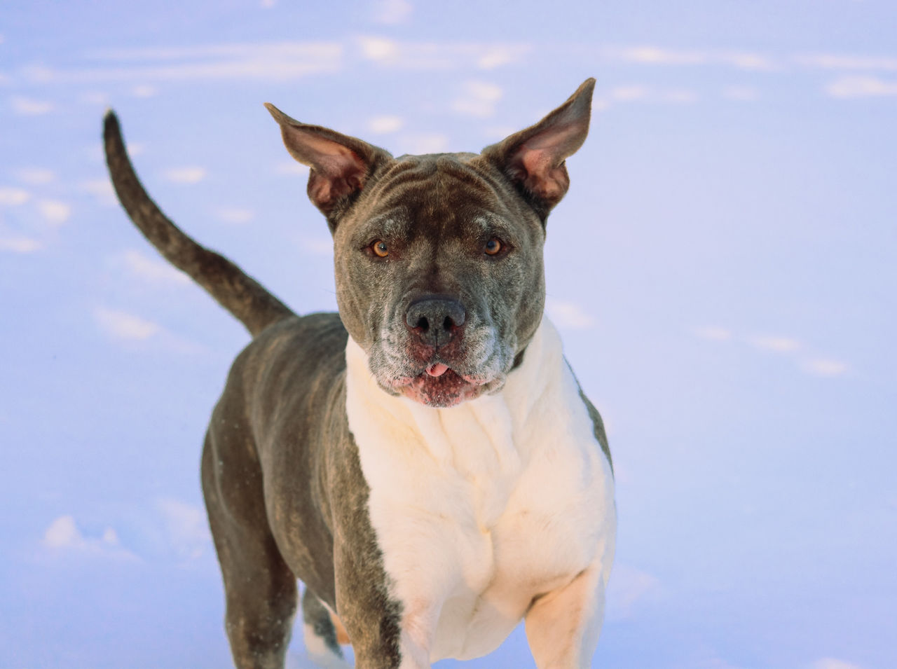 pet, dog, animal themes, animal, one animal, mammal, canine, domestic animals, bulldog, portrait, looking at camera, nature, no people, day, terrier, carnivore, outdoors, facial expression, front view