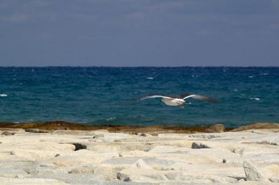 Seagull flying over sea